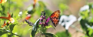 Preview wallpaper heliconia, butterfly, leaves, flowers, macro