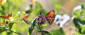 Preview wallpaper heliconia, butterfly, leaves, flowers, macro