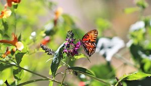 Preview wallpaper heliconia, butterfly, leaves, flowers, macro