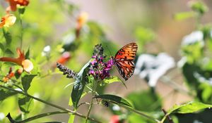 Preview wallpaper heliconia, butterfly, leaves, flowers, macro