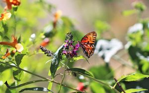 Preview wallpaper heliconia, butterfly, leaves, flowers, macro