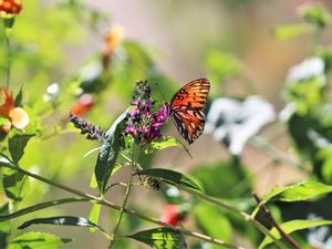 Preview wallpaper heliconia, butterfly, leaves, flowers, macro