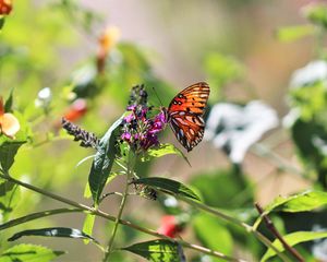 Preview wallpaper heliconia, butterfly, leaves, flowers, macro