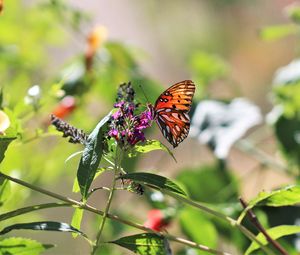 Preview wallpaper heliconia, butterfly, leaves, flowers, macro