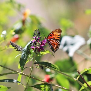 Preview wallpaper heliconia, butterfly, leaves, flowers, macro