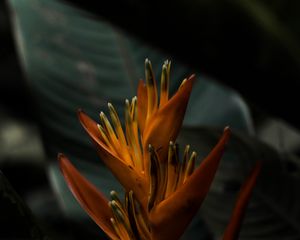 Preview wallpaper heliconia, flower, exotic, tropics, leaves