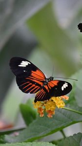 Preview wallpaper heliconian, butterfly, flowers, leaves, macro