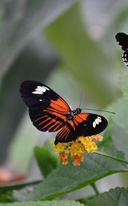 Preview wallpaper heliconian, butterfly, flowers, leaves, macro