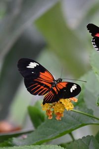 Preview wallpaper heliconian, butterfly, flowers, leaves, macro