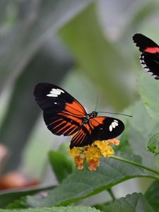 Preview wallpaper heliconian, butterfly, flowers, leaves, macro