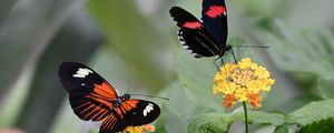 Preview wallpaper heliconian, butterfly, flowers, leaves, macro