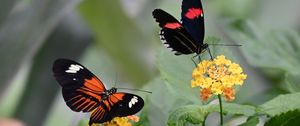 Preview wallpaper heliconian, butterfly, flowers, leaves, macro