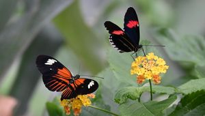 Preview wallpaper heliconian, butterfly, flowers, leaves, macro