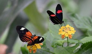 Preview wallpaper heliconian, butterfly, flowers, leaves, macro