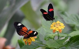 Preview wallpaper heliconian, butterfly, flowers, leaves, macro