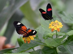 Preview wallpaper heliconian, butterfly, flowers, leaves, macro