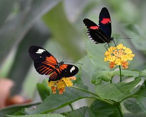 Preview wallpaper heliconian, butterfly, flowers, leaves, macro