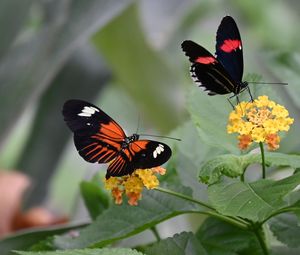 Preview wallpaper heliconian, butterfly, flowers, leaves, macro