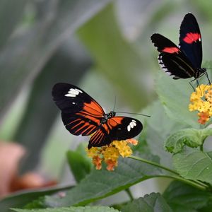 Preview wallpaper heliconian, butterfly, flowers, leaves, macro