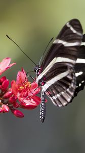 Preview wallpaper heliconid, butterfly, flowers, macro