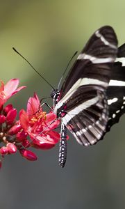 Preview wallpaper heliconid, butterfly, flowers, macro