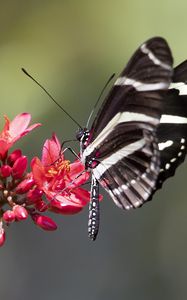 Preview wallpaper heliconid, butterfly, flowers, macro