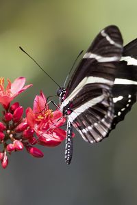 Preview wallpaper heliconid, butterfly, flowers, macro