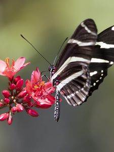 Preview wallpaper heliconid, butterfly, flowers, macro