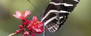 Preview wallpaper heliconid, butterfly, flowers, macro