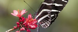 Preview wallpaper heliconid, butterfly, flowers, macro