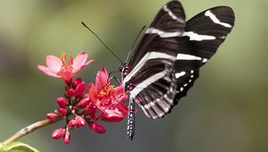 Preview wallpaper heliconid, butterfly, flowers, macro