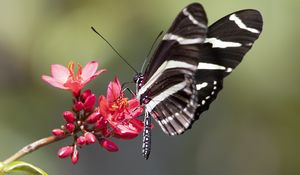 Preview wallpaper heliconid, butterfly, flowers, macro