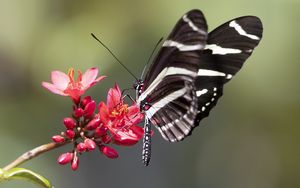 Preview wallpaper heliconid, butterfly, flowers, macro