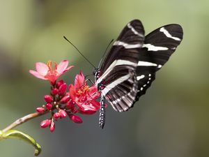 Preview wallpaper heliconid, butterfly, flowers, macro