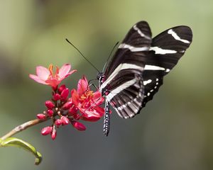 Preview wallpaper heliconid, butterfly, flowers, macro