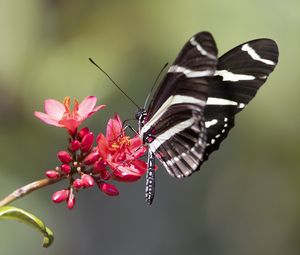 Preview wallpaper heliconid, butterfly, flowers, macro