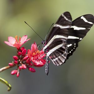 Preview wallpaper heliconid, butterfly, flowers, macro