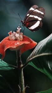 Preview wallpaper heliconius, butterfly, macro, wings, plant