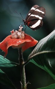 Preview wallpaper heliconius, butterfly, macro, wings, plant