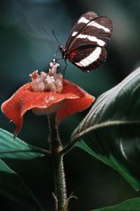 Preview wallpaper heliconius, butterfly, macro, wings, plant