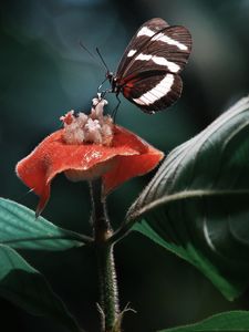 Preview wallpaper heliconius, butterfly, macro, wings, plant