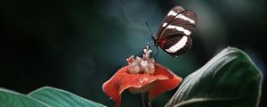 Preview wallpaper heliconius, butterfly, macro, wings, plant