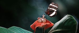 Preview wallpaper heliconius, butterfly, macro, wings, plant