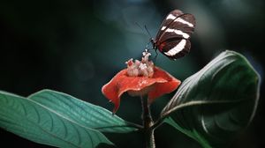 Preview wallpaper heliconius, butterfly, macro, wings, plant