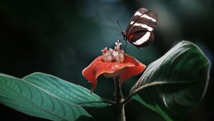 Preview wallpaper heliconius, butterfly, macro, wings, plant