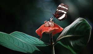 Preview wallpaper heliconius, butterfly, macro, wings, plant