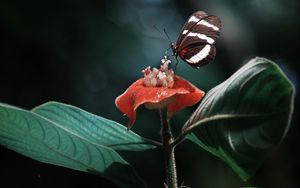 Preview wallpaper heliconius, butterfly, macro, wings, plant