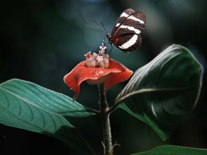 Preview wallpaper heliconius, butterfly, macro, wings, plant