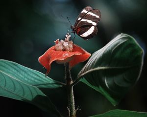 Preview wallpaper heliconius, butterfly, macro, wings, plant