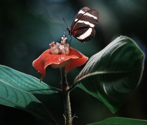 Preview wallpaper heliconius, butterfly, macro, wings, plant